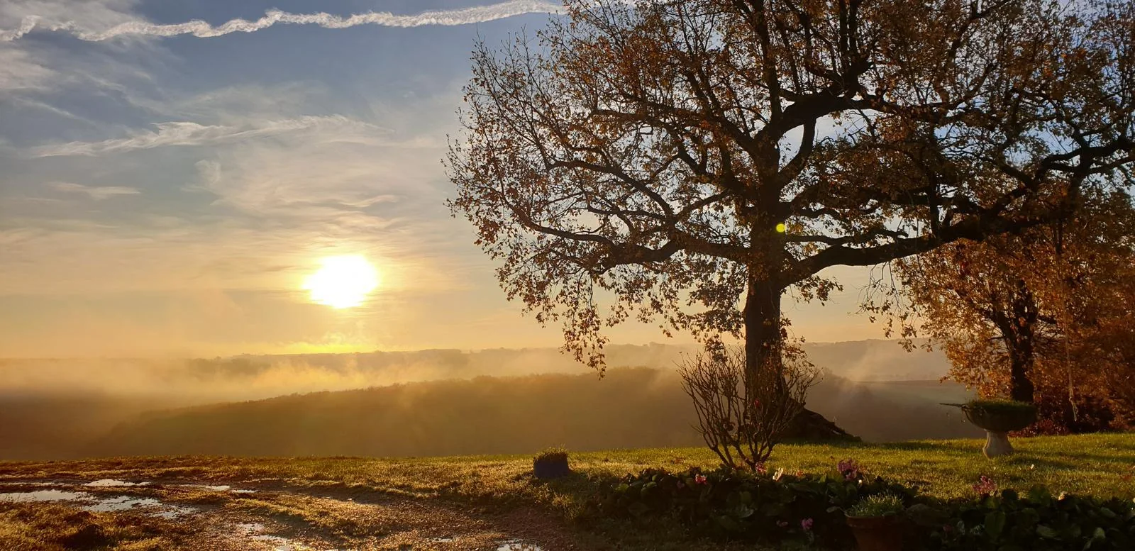 Soleil bas sur la campagne et arbre au premier plan